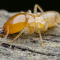 Soldat Termite